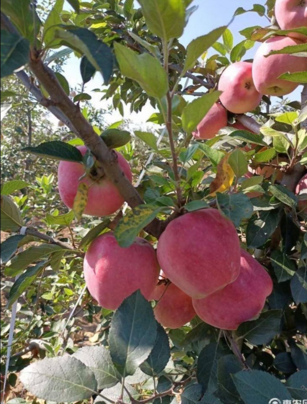 紅星蘋果  精品紅星大量現(xiàn)貨，保證質(zhì)量壞爛包賠