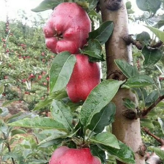 甘谷县 天水花牛苹果，采摘了