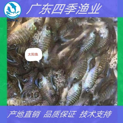 博罗县太阳鱼苗  蓝鳃太阳鱼 品种优良，技术跟踪 全国发货 ！