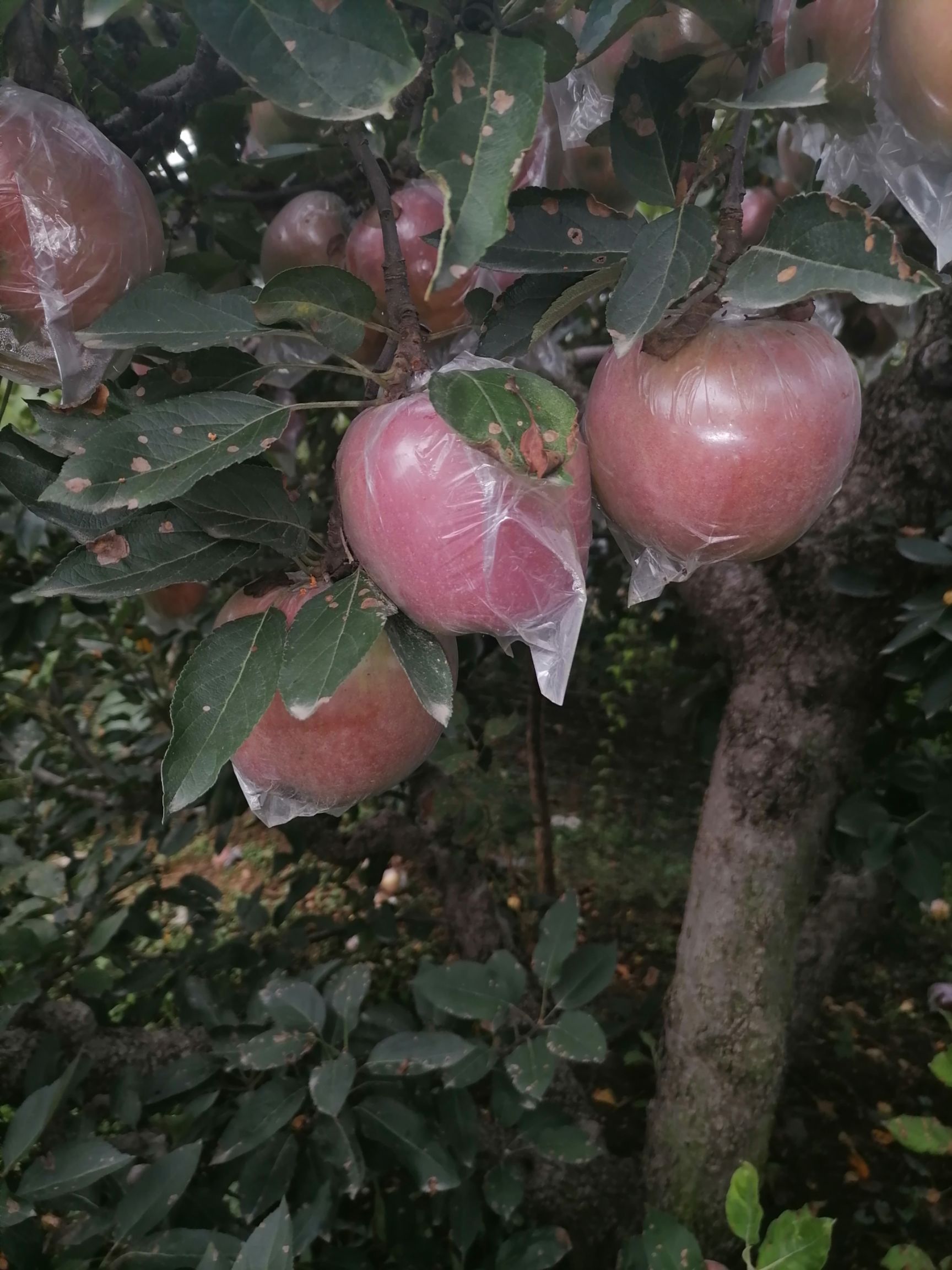 紅星蘋果  精品紅星大量現(xiàn)貨，保證質(zhì)量壞爛包賠