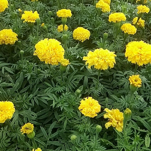 常州万寿菊苗 万寿菊