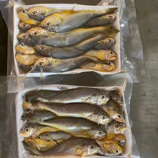 徐闻县小黄鱼 小黄花[呲牙][呲牙][呲牙]海鲜批发，零售，欢迎咨询