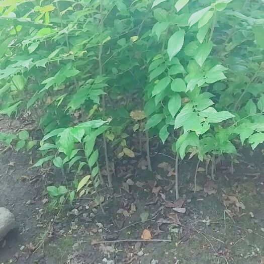 九江大叶朴  朴树小苗基地