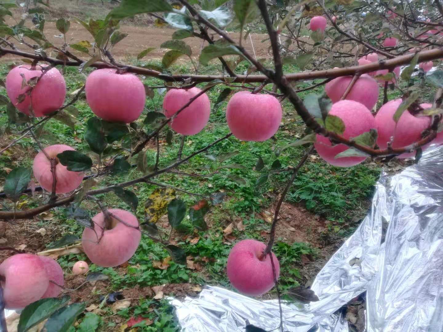 中秋王苹果 75mm以上 条红 纸袋 