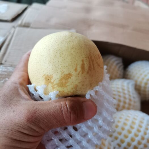 蒲城县2020年蒲城高次酥梨，口感脆甜，颜色艳丽，大小合适