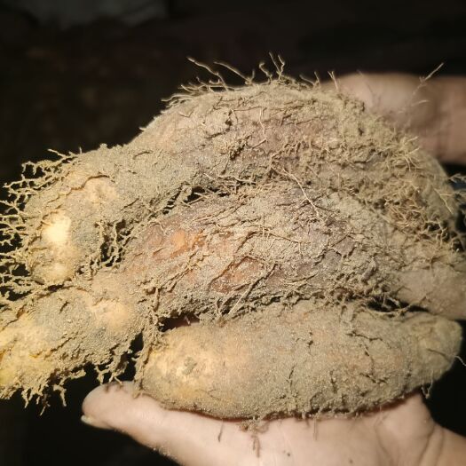 阳西县毛薯  良心