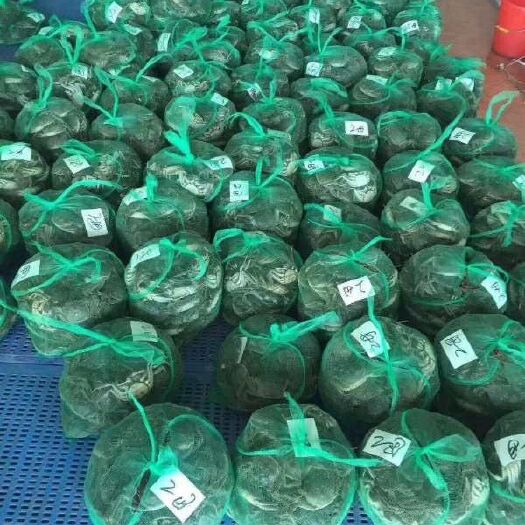 连云港固城湖大闸蟹 统货 多规格