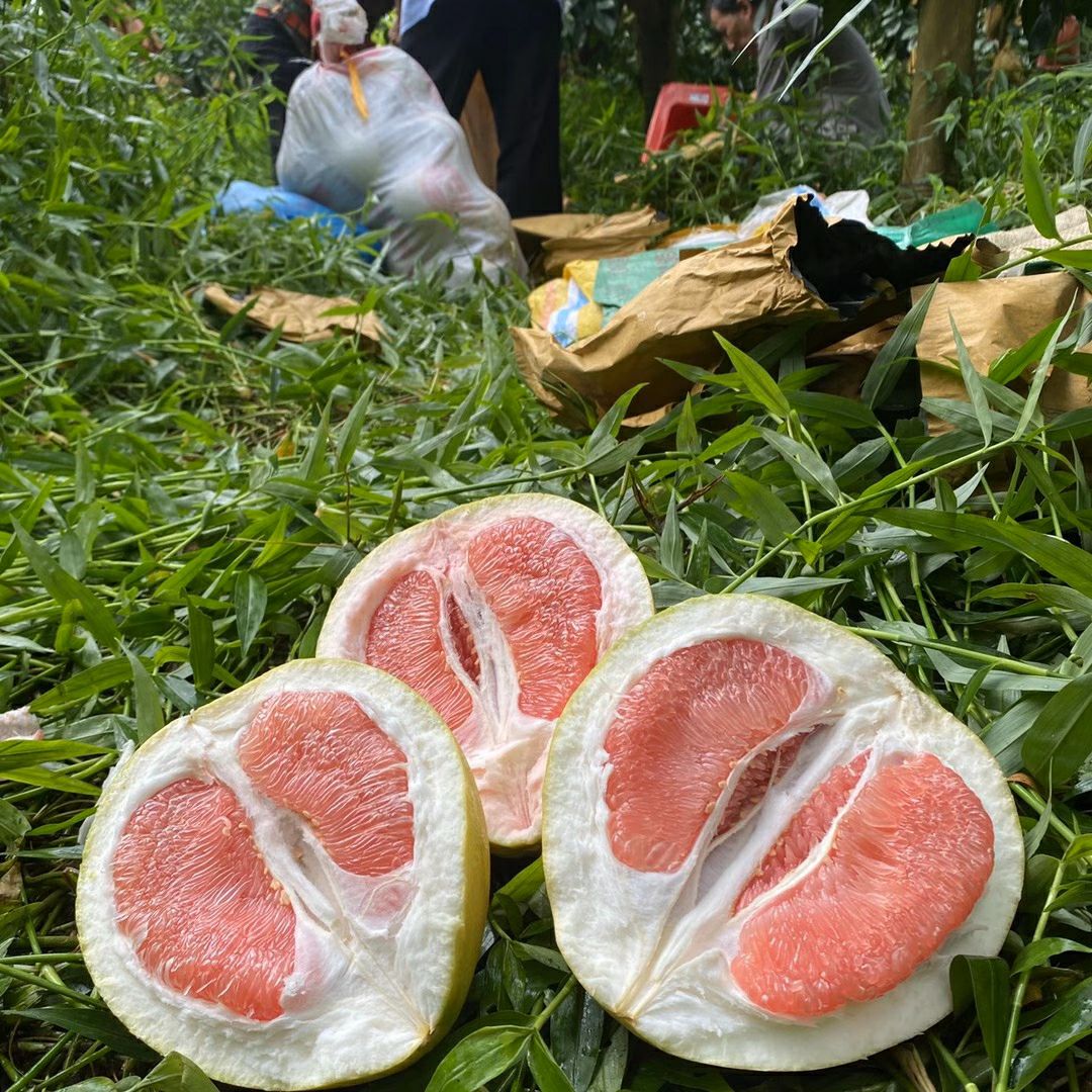 平和蜜柚 蜜柚正式接单，欢迎订购！