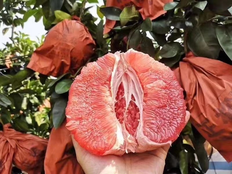 红心柚 