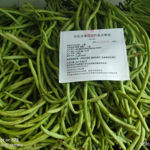 安化县长豇豆 40cm~70cm 