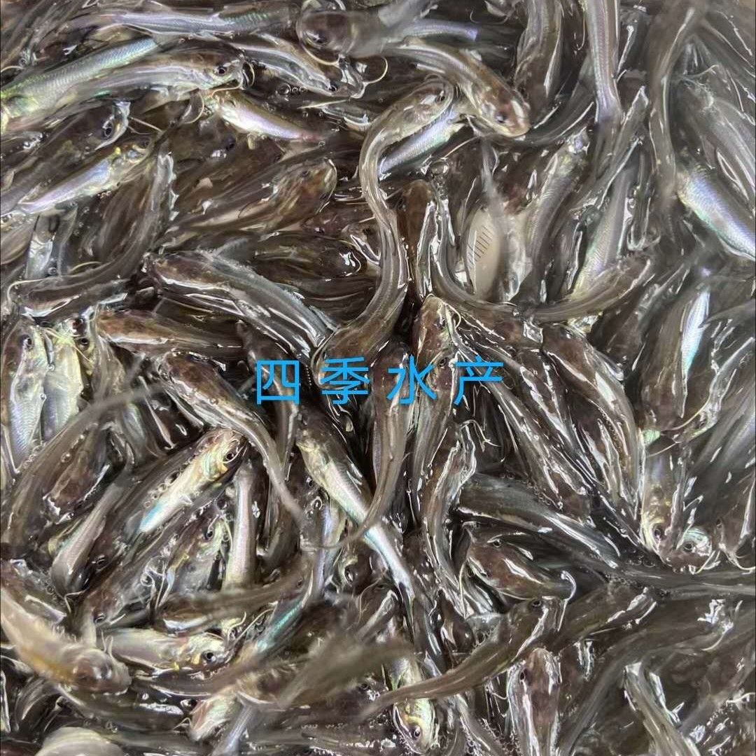 罗非鱼苗，脆罗非鱼苗，品种优良 技术支持！全国发货！