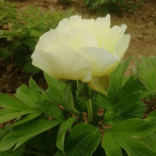 菏泽 观赏牡丹，白色牡丹，根系发达，一手种植货源充足，全部现货，