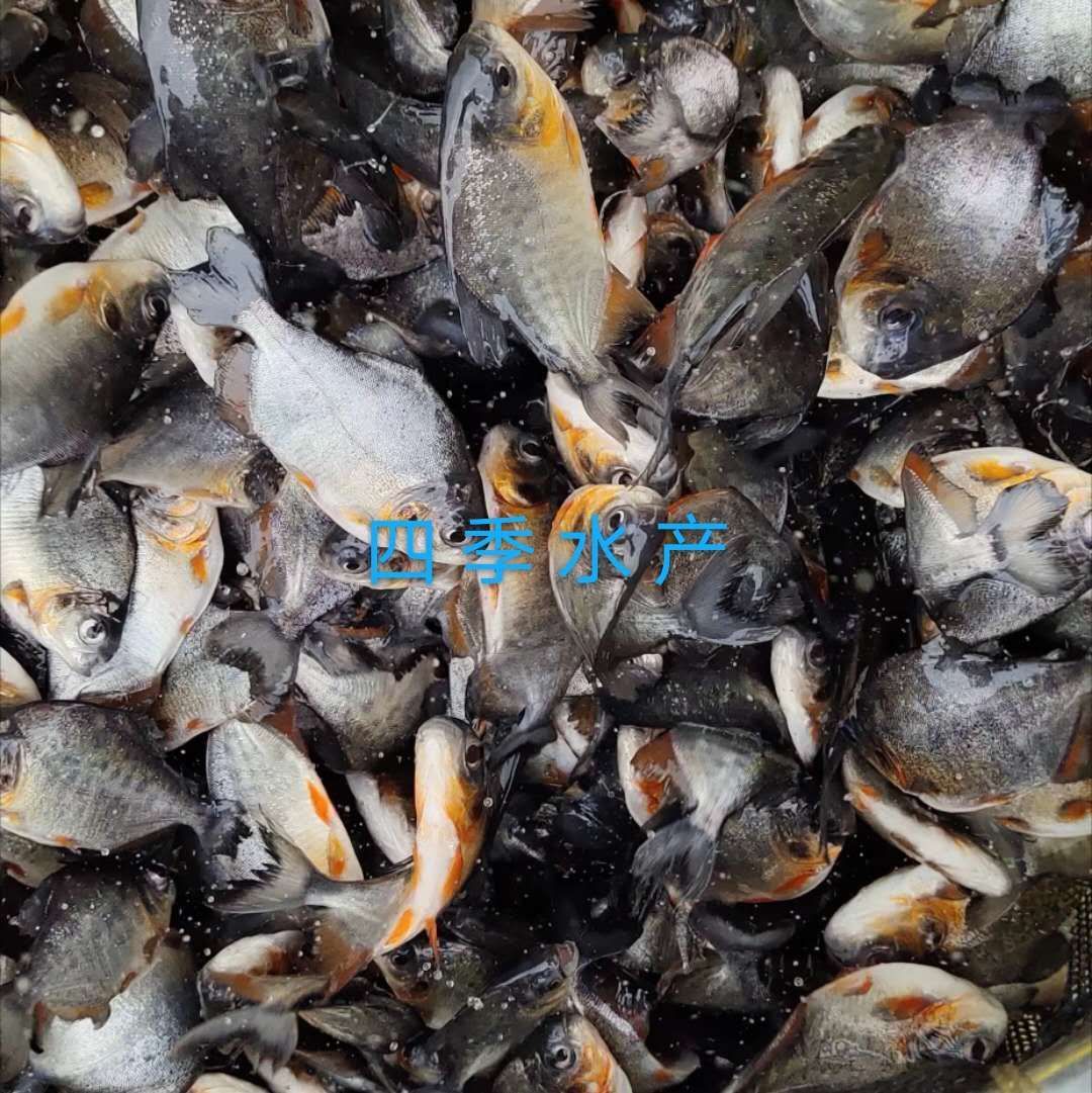 罗非鱼苗，脆罗非鱼苗，品种优良 技术支持！全国发货！