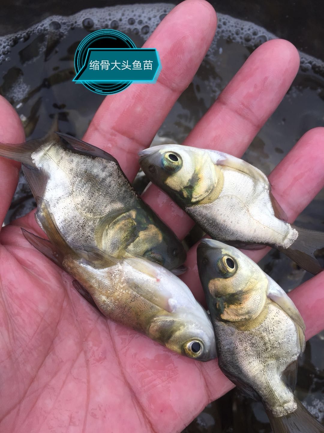  缩骨大头鱼苗1000条起批，量多可送货上门
