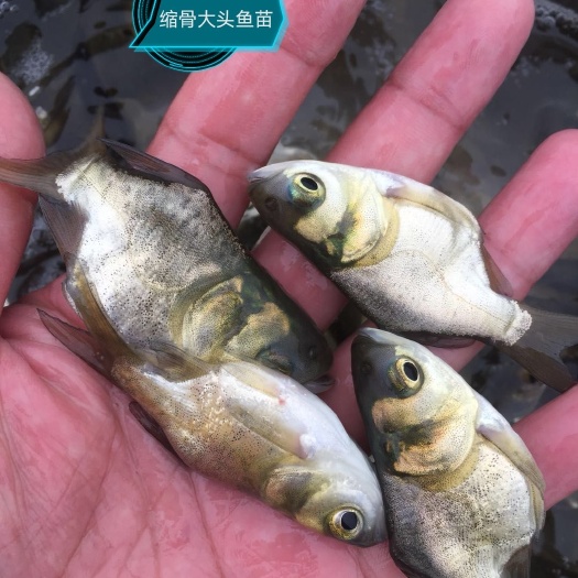 中山市 缩骨大头鱼苗1000条起批，量多可送货上门