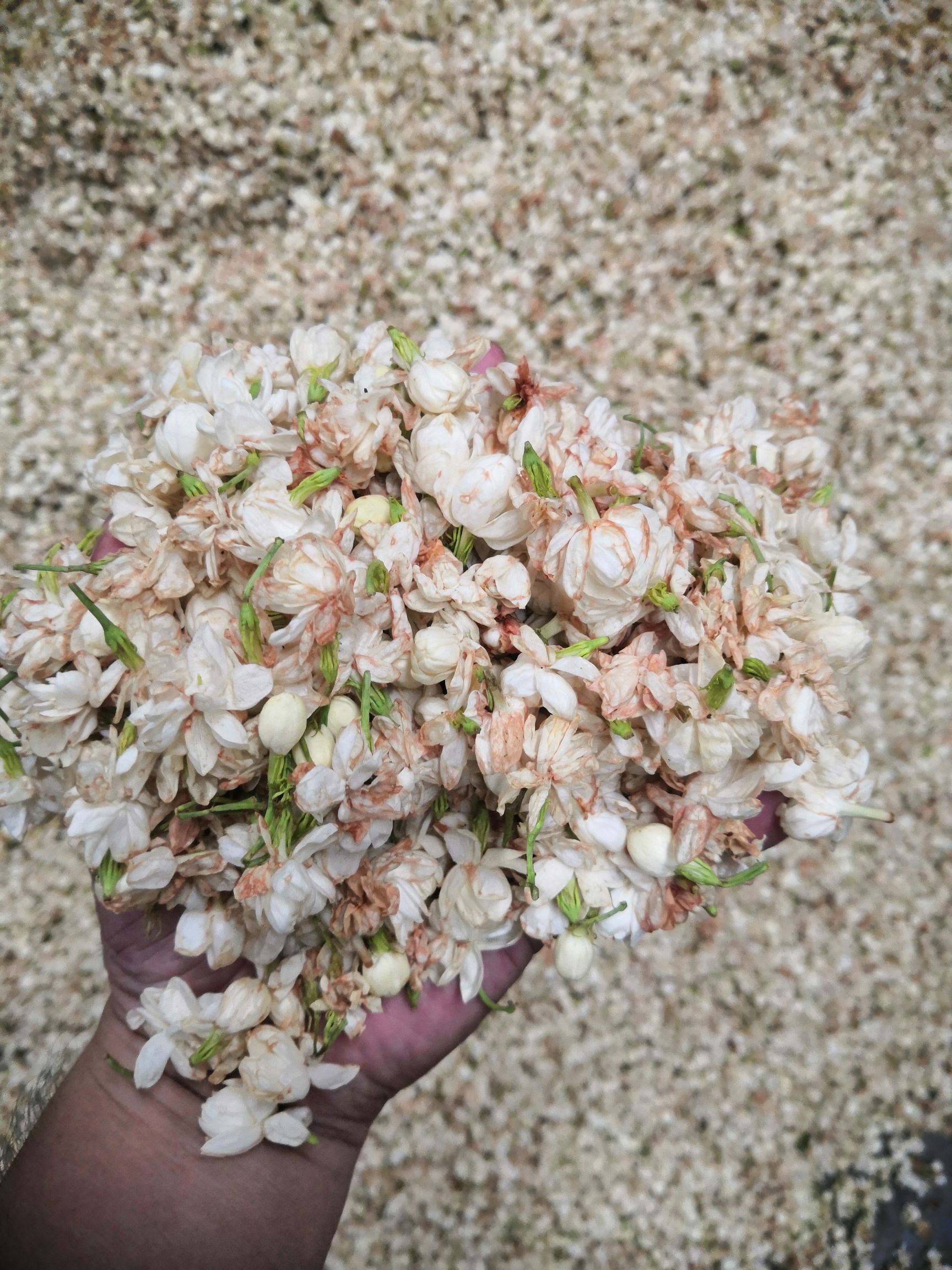 今年新茉莉花茶新茶浓香型茉花莉苞