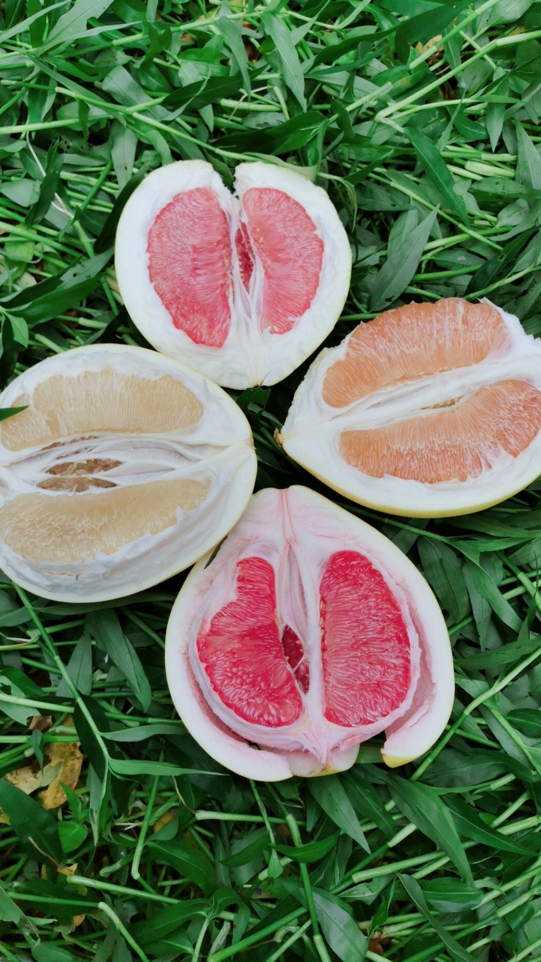 平和蜜柚 蜜柚正式接单，欢迎订购！