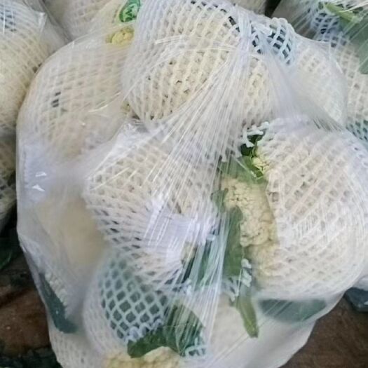 博爱县白面青梗松花菜 松散 1~2斤 