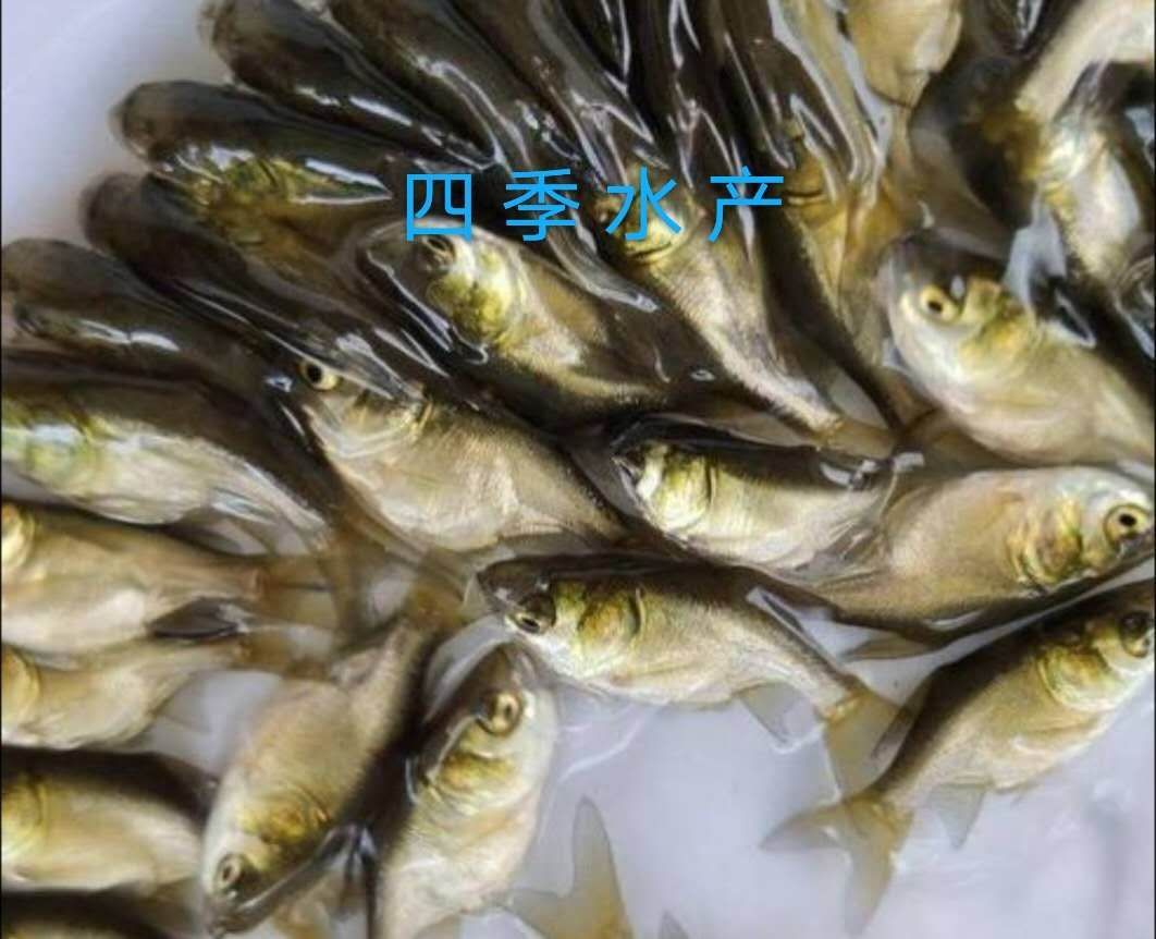 光倒刺鲃魚苗  青竹鯇，石堅魚，軍魚技術(shù)支持！全國發(fā)貨！