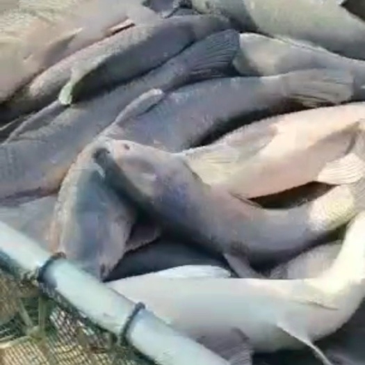 宿迁 螺丝青鱼，，，草鱼苗，