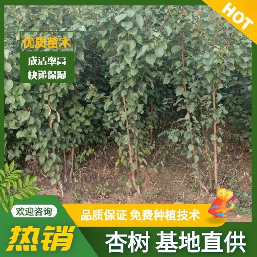 绛县凯特杏苗  杏树成品苗，保质量，快递保湿发货，成活率高