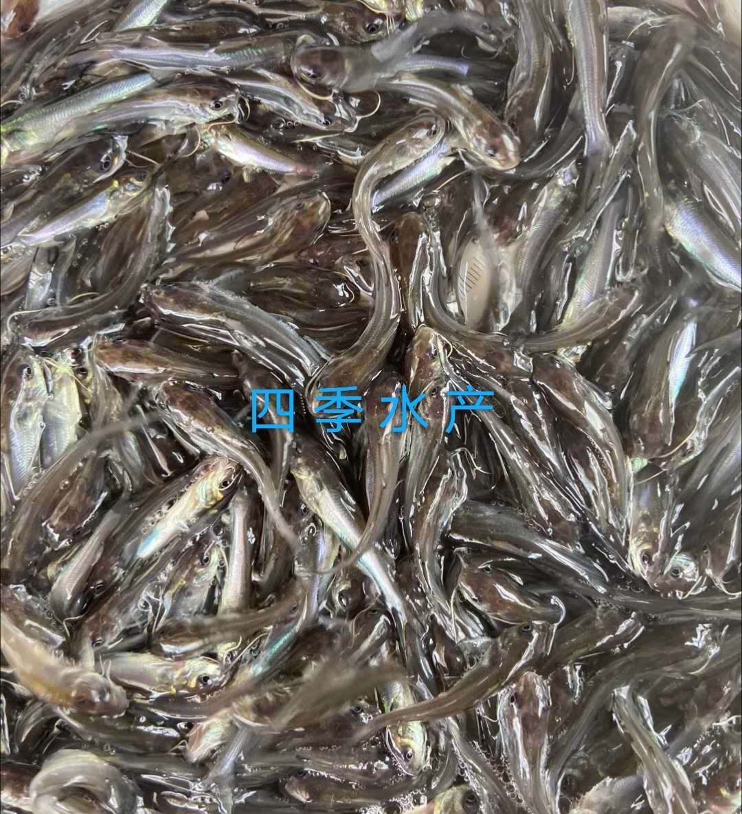 光倒刺鲃魚苗  青竹鯇，石堅魚，軍魚技術(shù)支持！全國發(fā)貨！