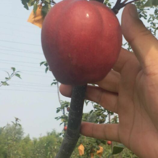 阳信县昌盛红梨推广的“全红梨”水分多，肉质细腻，核心小，糖分高等