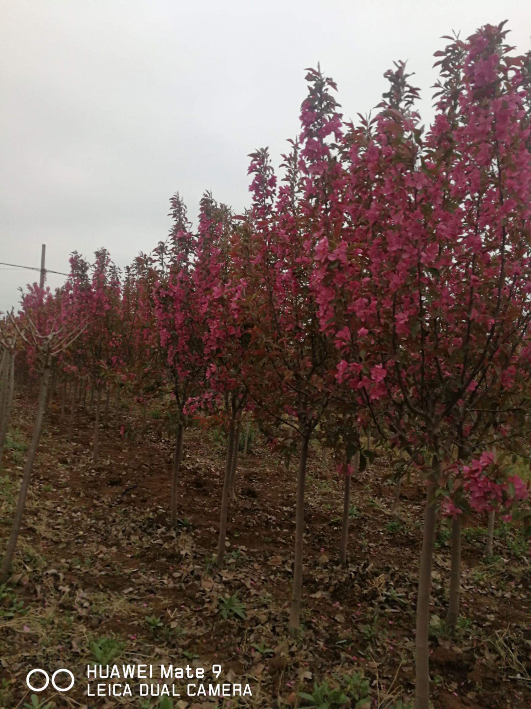 绚丽海棠，分枝1.2米秋后出售，数量5000棵，规格8公分