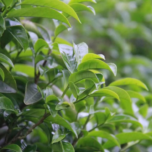 潮州单丛茶  特级清香鸭屎