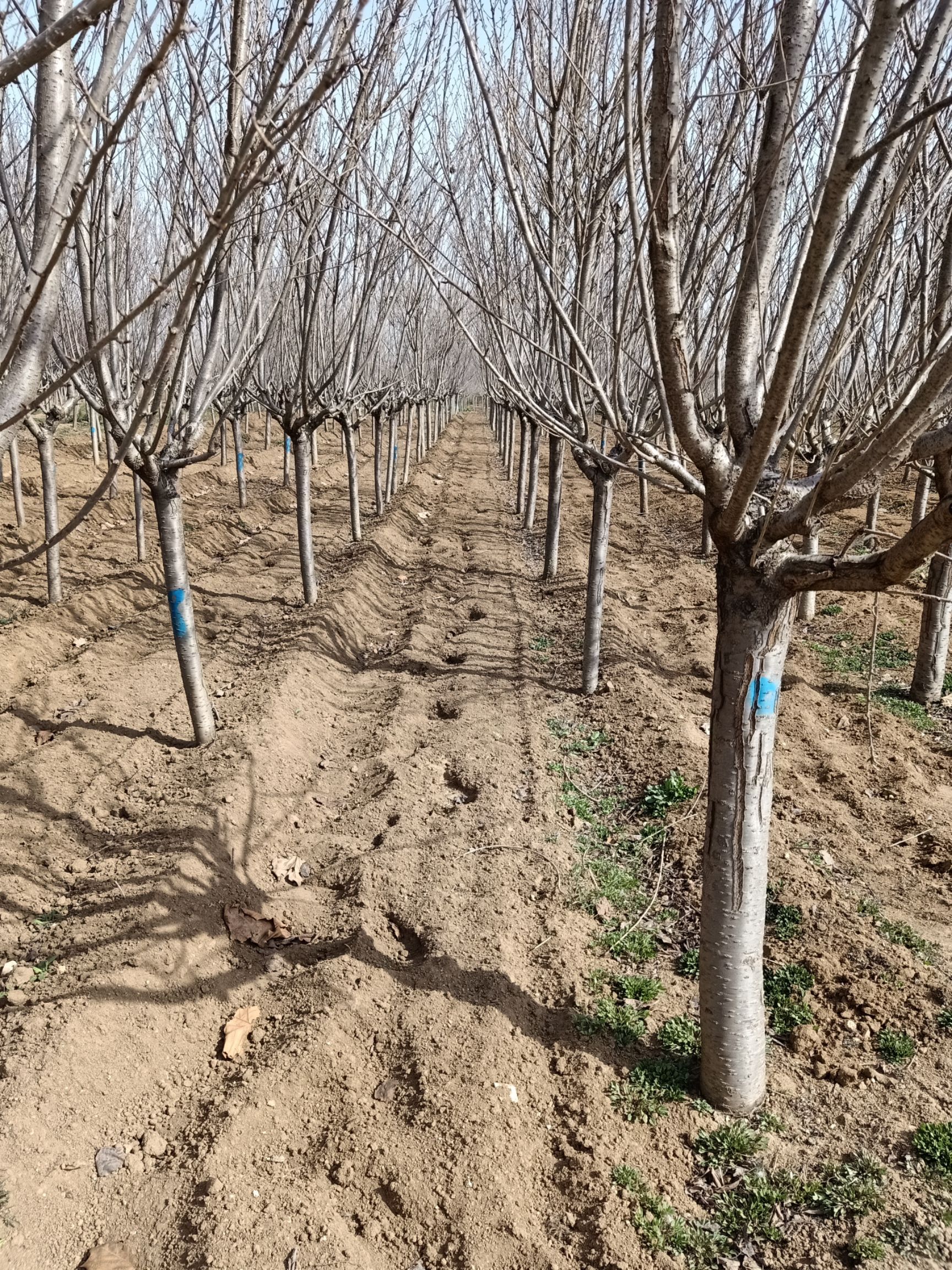 日本红叶樱花  樱花自己家苗圃