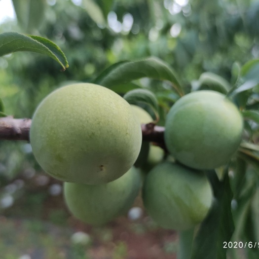 成都青脆李苗