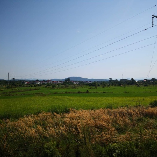 庐山市水田  土地出租种油菜蔬菜水果