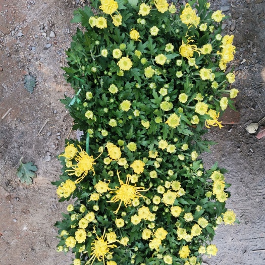 菊花国庆菊千头菊组摆用花15厘米盆栽中元节菊花多色菊花
