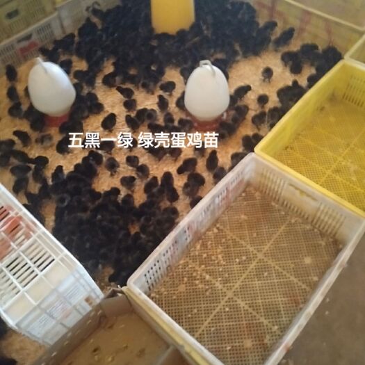 南宁 五黑一绿 绿壳蛋鸡苗 营养价值高 好养殖易管理 欢迎您选购
