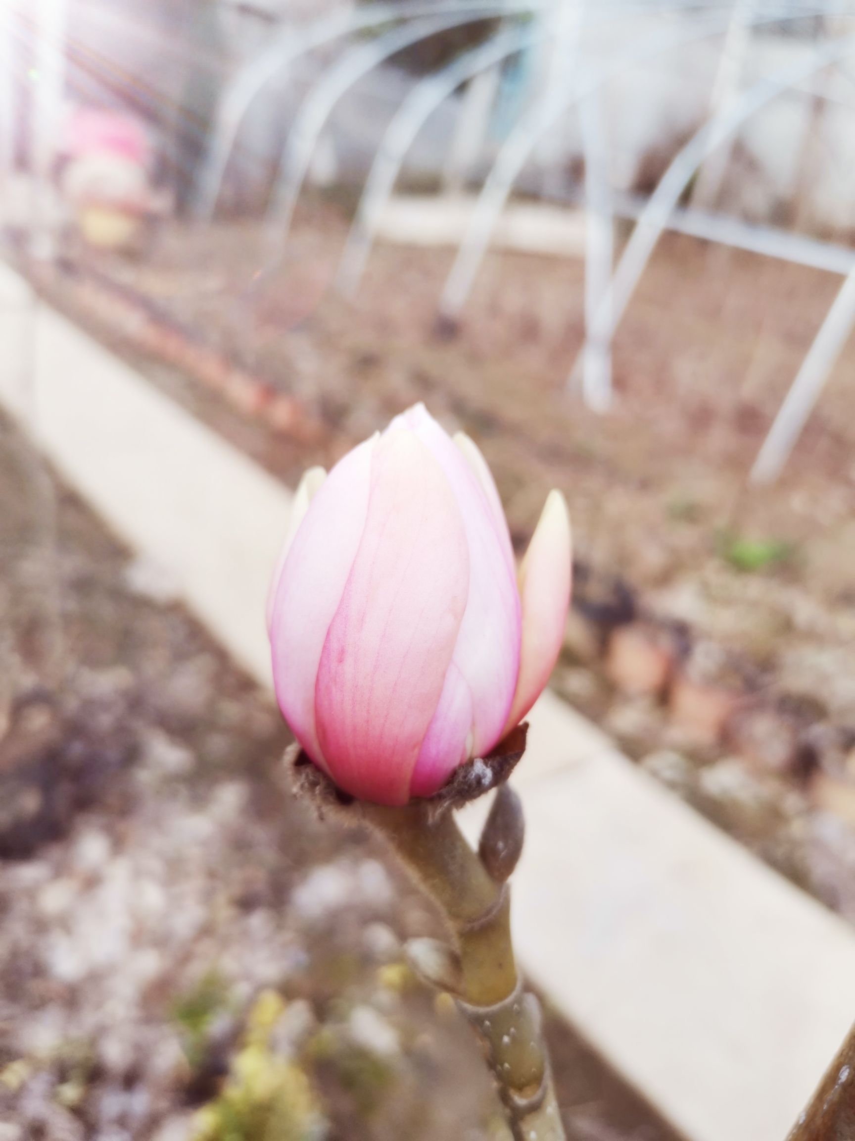 粉美人玉兰花  三季开花 重瓣