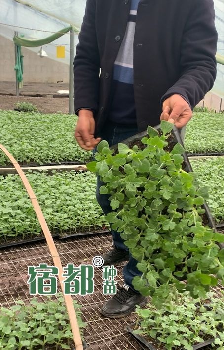 宿州2021年美都嫁接西瓜苗，美都西瓜嫁接苗，美都西瓜苗宿都种苗