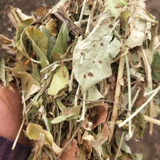 唐河县花生秧 