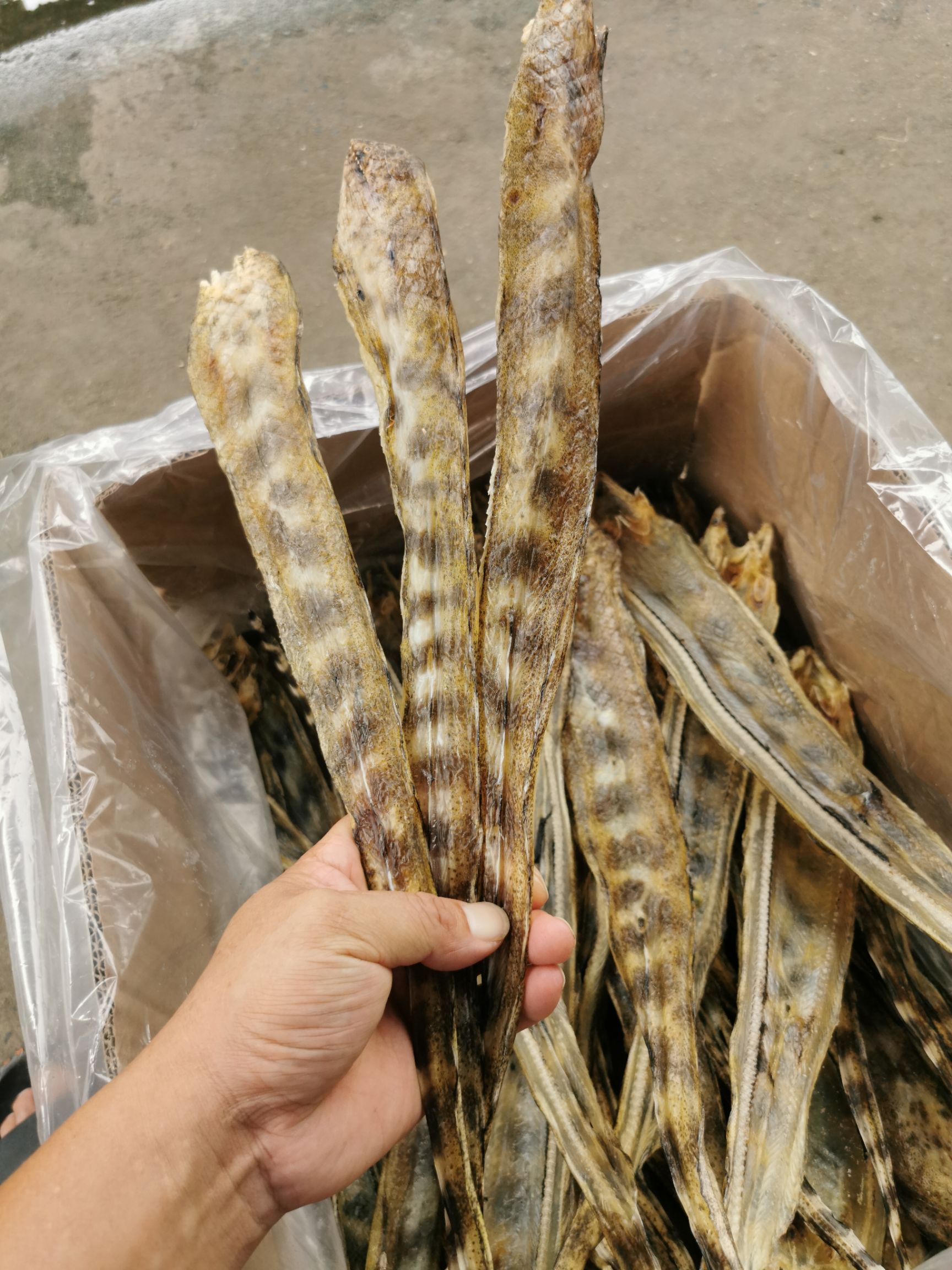 鳗鱼干鱼干淡晒鳗鱼干足干货一斤10几条