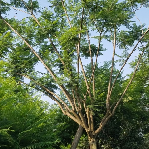 成都普通蓝花楹 5米以上 