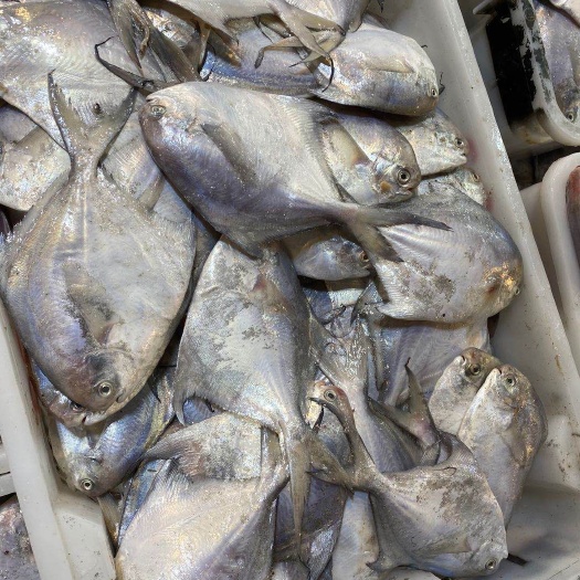 厦门白鲳鱼  海捕小白鲳，肉质细腻，味道鲜美