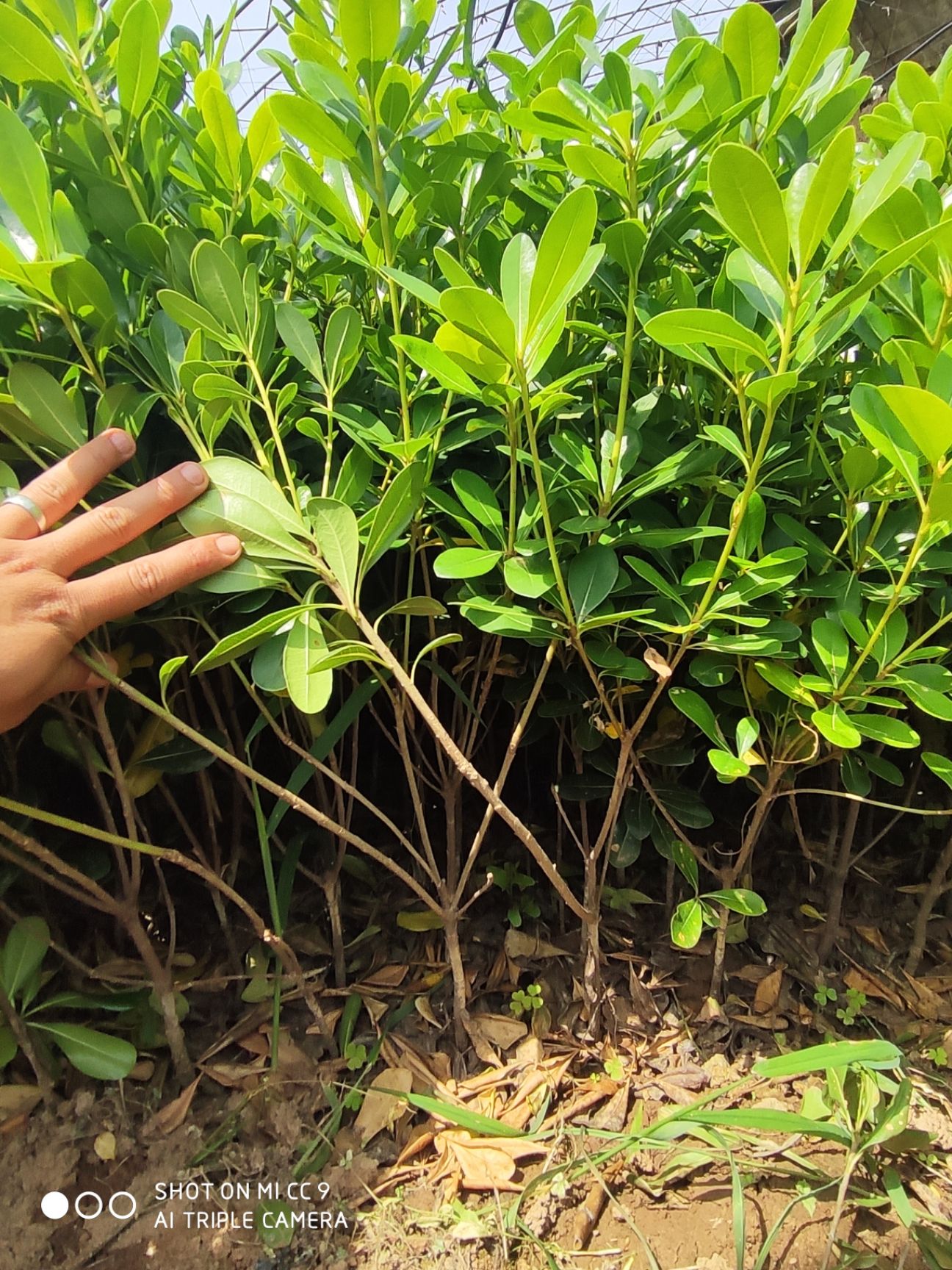 海桐營養杯苗