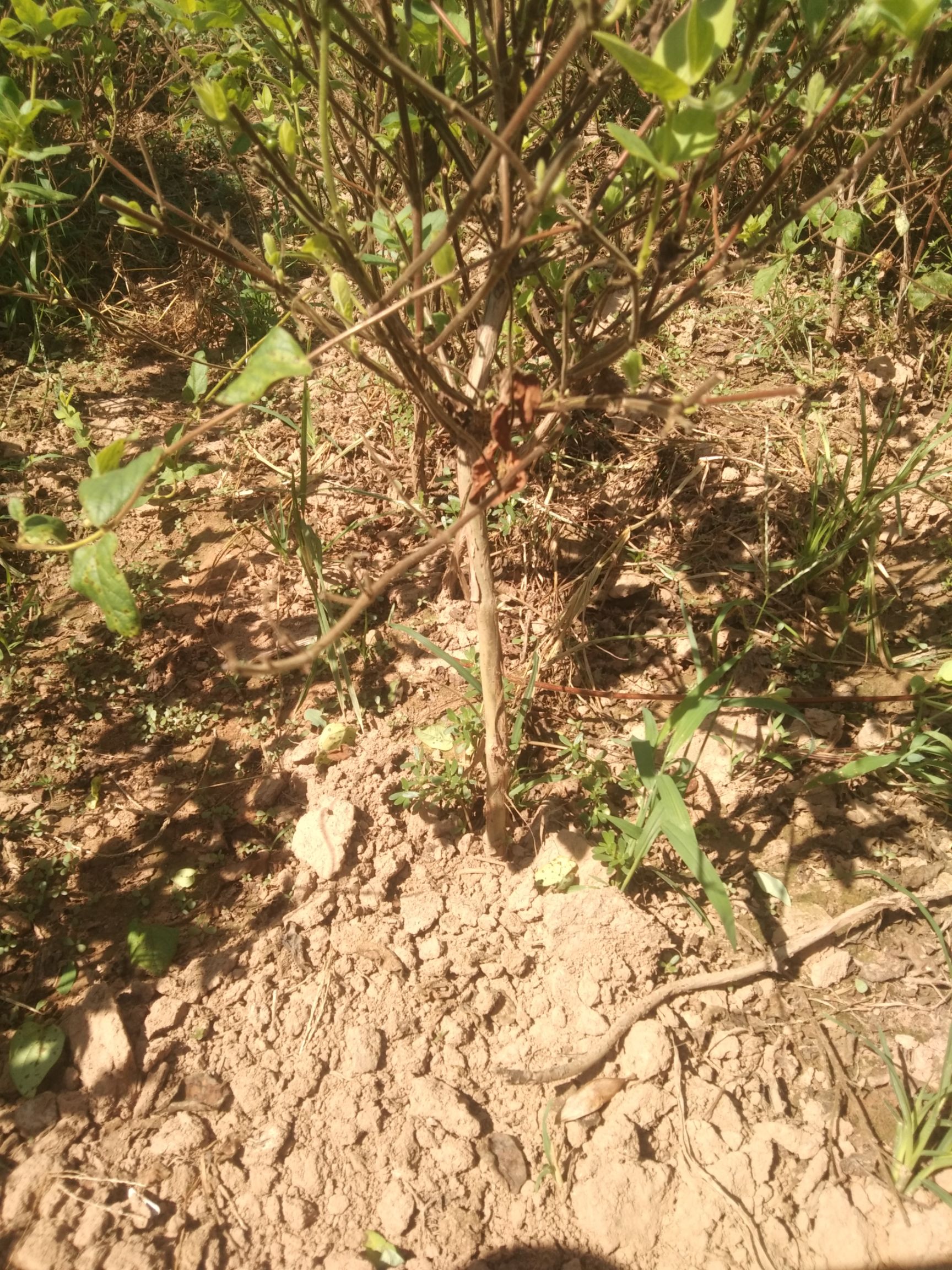 巨花一号金银花苗 巨鹿特产金银花，中药材苗木《金银花苗》作用清热，下火，防