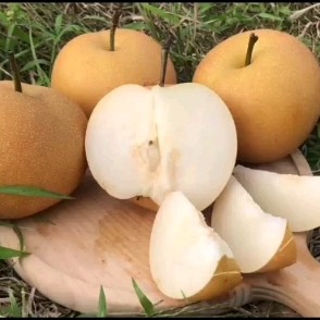 2023新果秋月梨  脆甜多汁果肉细腻无渣快递包邮礼盒装供选