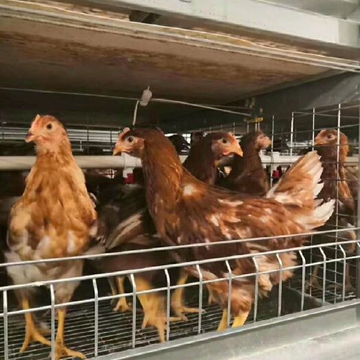 蒙城县青年鸡 现货低价出售60-90天优质，海兰褐，海兰灰，京红，罗曼灰