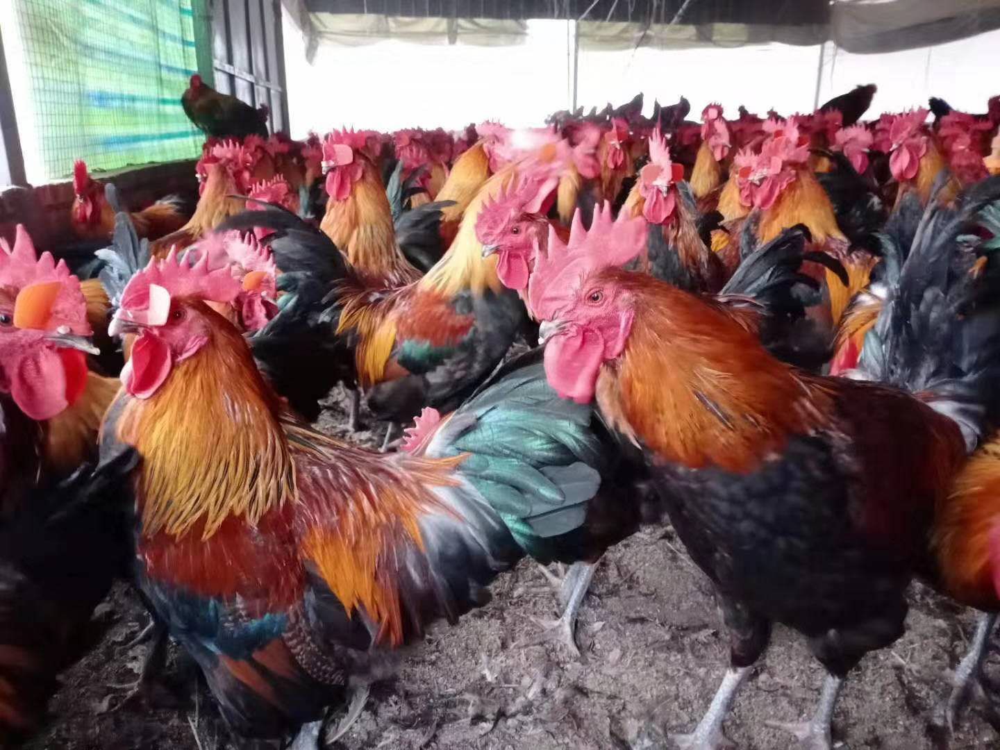 瑶鸡苗  温氏大种黑瑶青脚鸡苗（公母苗）