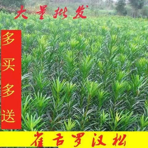 桂东县雀舌罗汉松  南方小叶罗汉松苗盆栽地栽园林绿化庭院