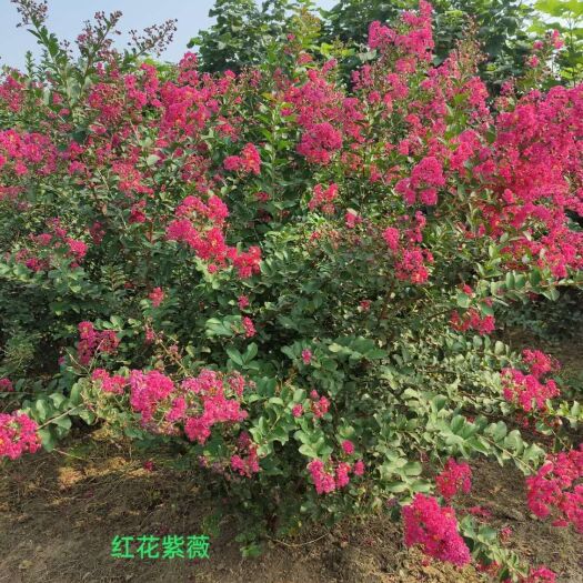 红花紫薇  大量供应各种绿化苗木