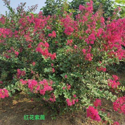 鄢陵县红花紫薇  大量供应各种绿化苗木