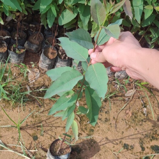 广州桉树苗  桉树尤加利树速生桉 包邮 24小时发货