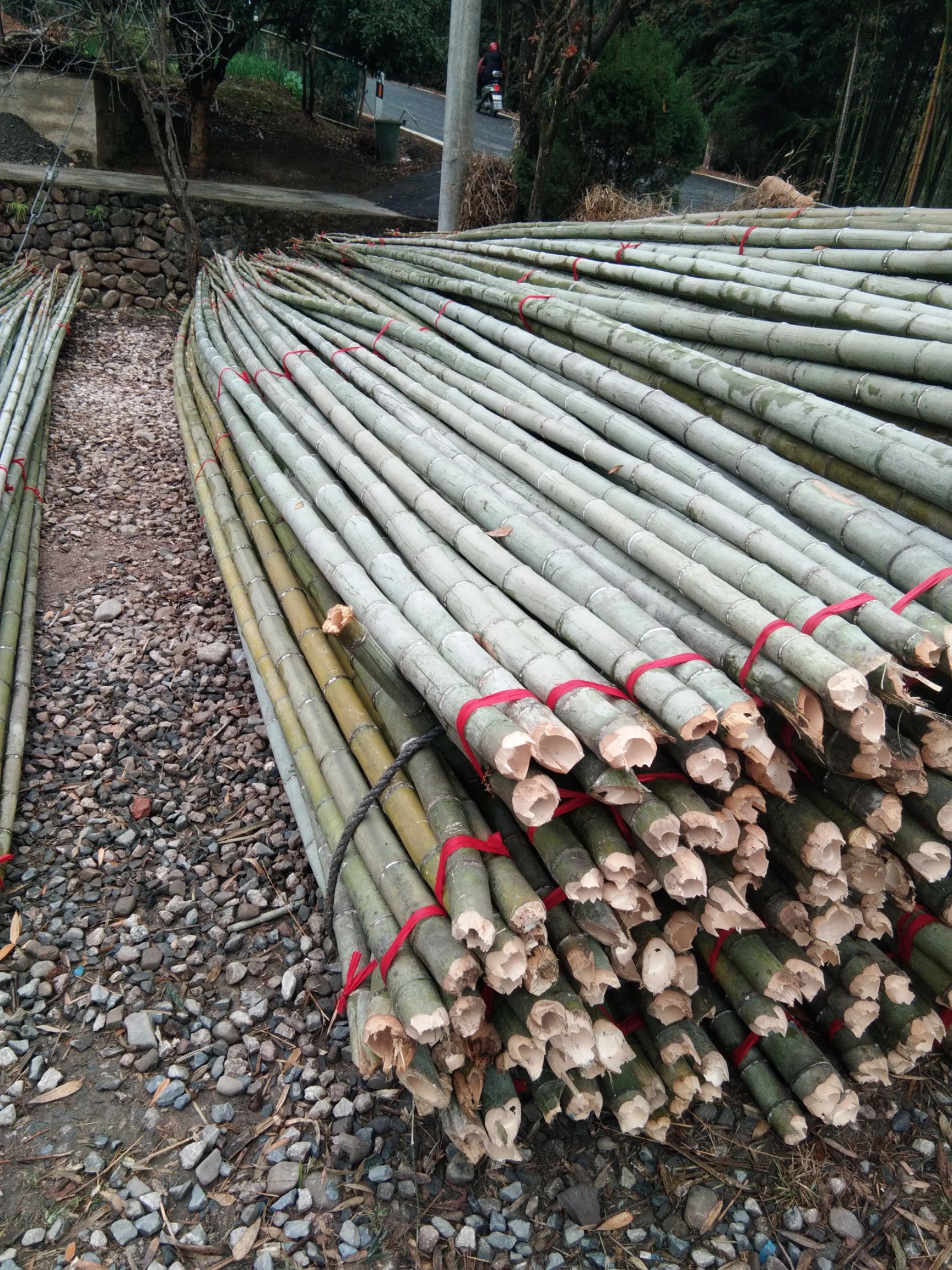 广德市毛竹  大棚竹竿，5米一10米以上。